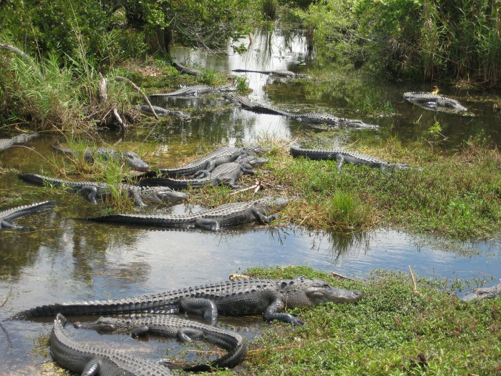alligator swamp